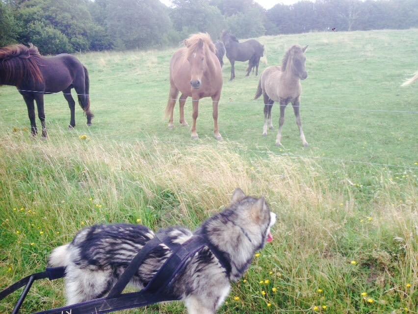 Alaskan malamute Snowcreek HardWorking Aslan billede 4