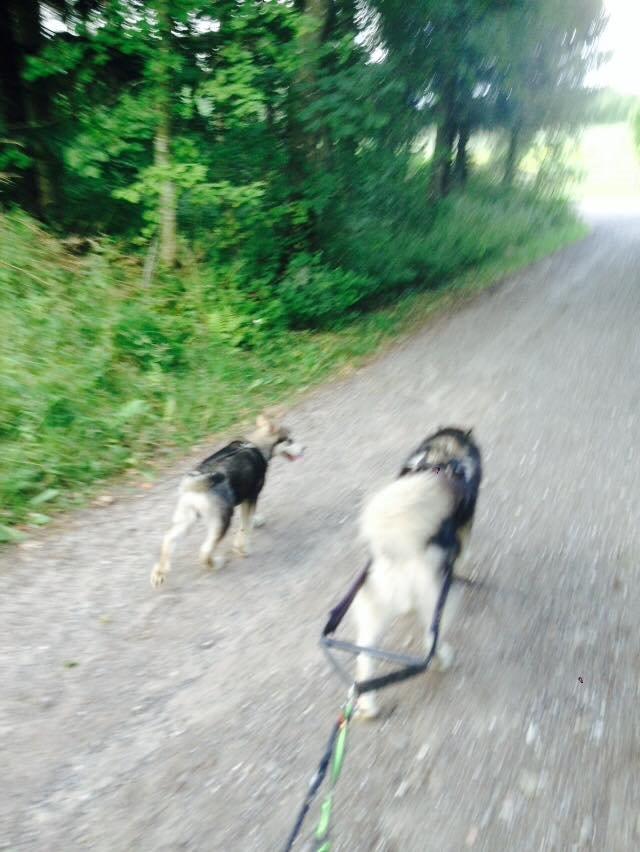 Alaskan malamute Snowcreek HardWorking Aslan billede 5
