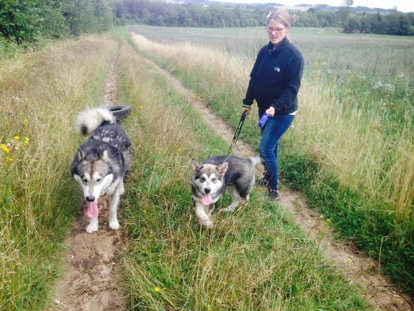 Alaskan malamute Snowcreek HardWorking Aslan billede 3