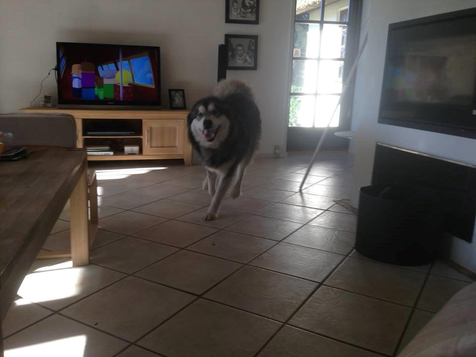 Alaskan malamute Snowcreek HardWorking Aslan billede 6