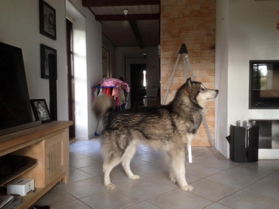 Alaskan malamute Snowcreek HardWorking Aslan billede 1