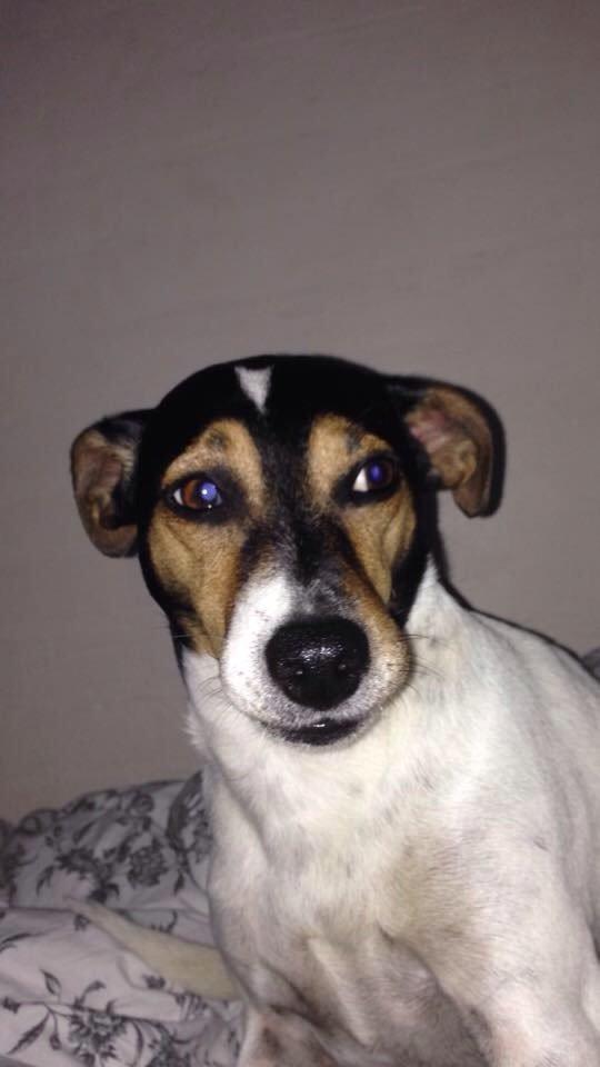 Dansk svensk gaardhund Mille billede 2