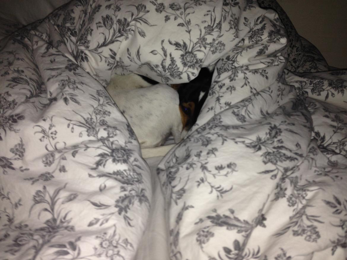 Dansk svensk gaardhund Mille billede 3