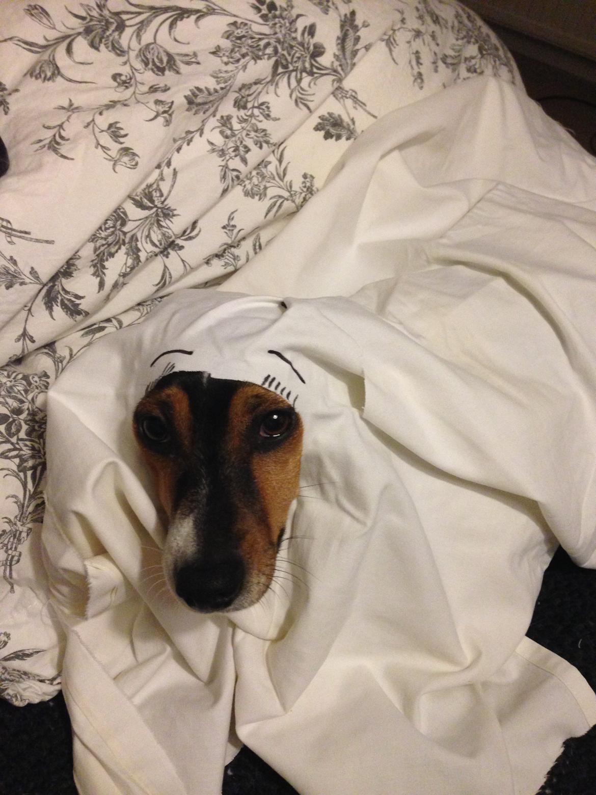 Dansk svensk gaardhund Mille billede 4