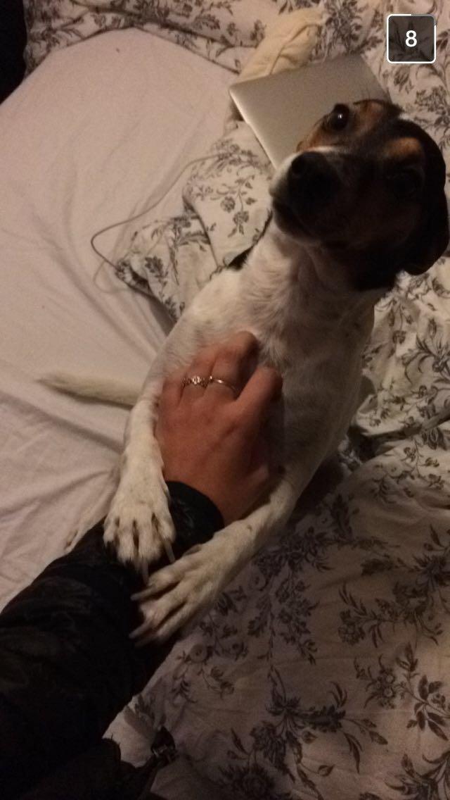 Dansk svensk gaardhund Mille billede 5