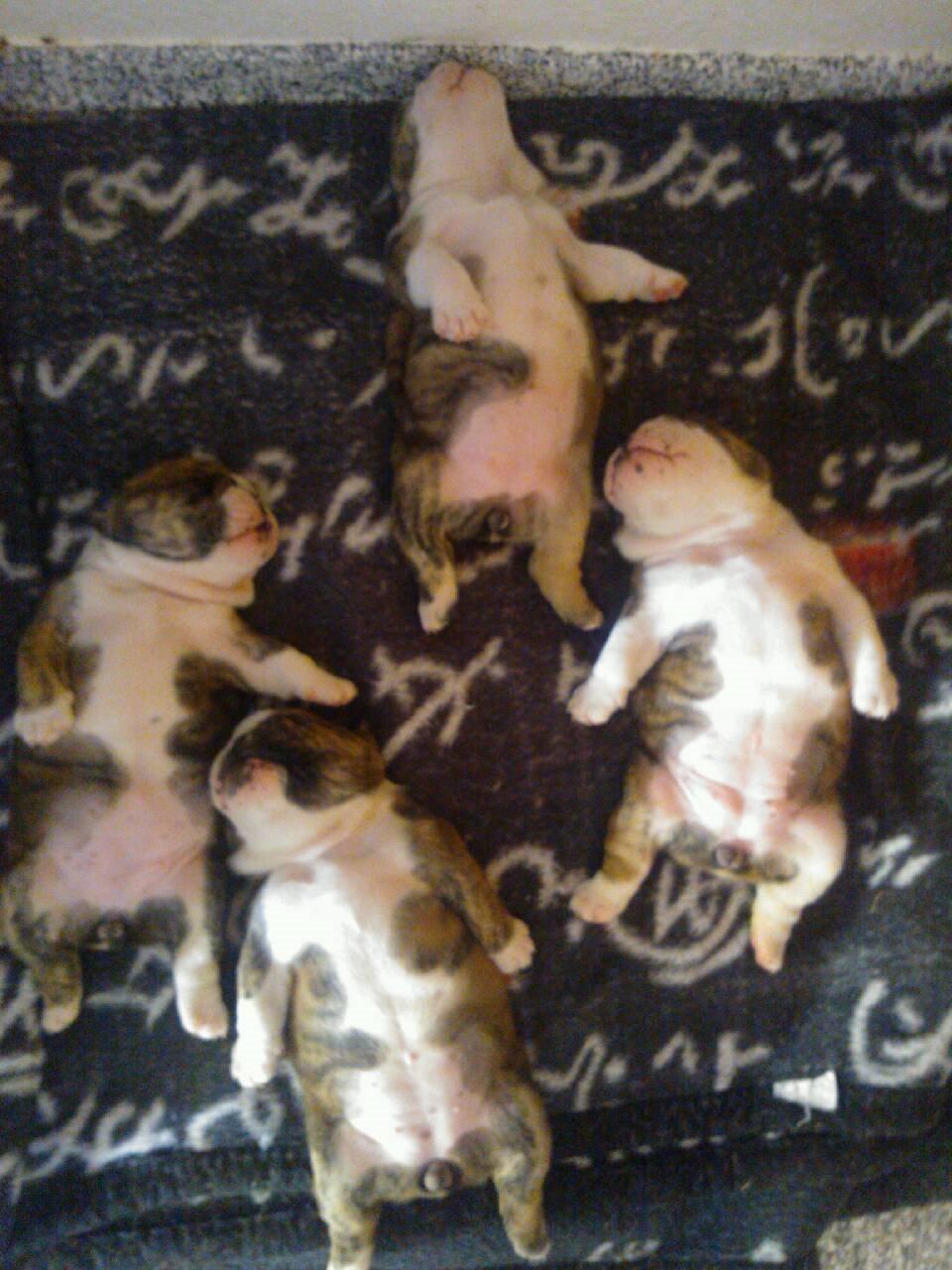 Engelsk bulldog Møffe            (Scarface) Rip 4/12-2023 - møffe som lille sammen med hendes søskende billede 8