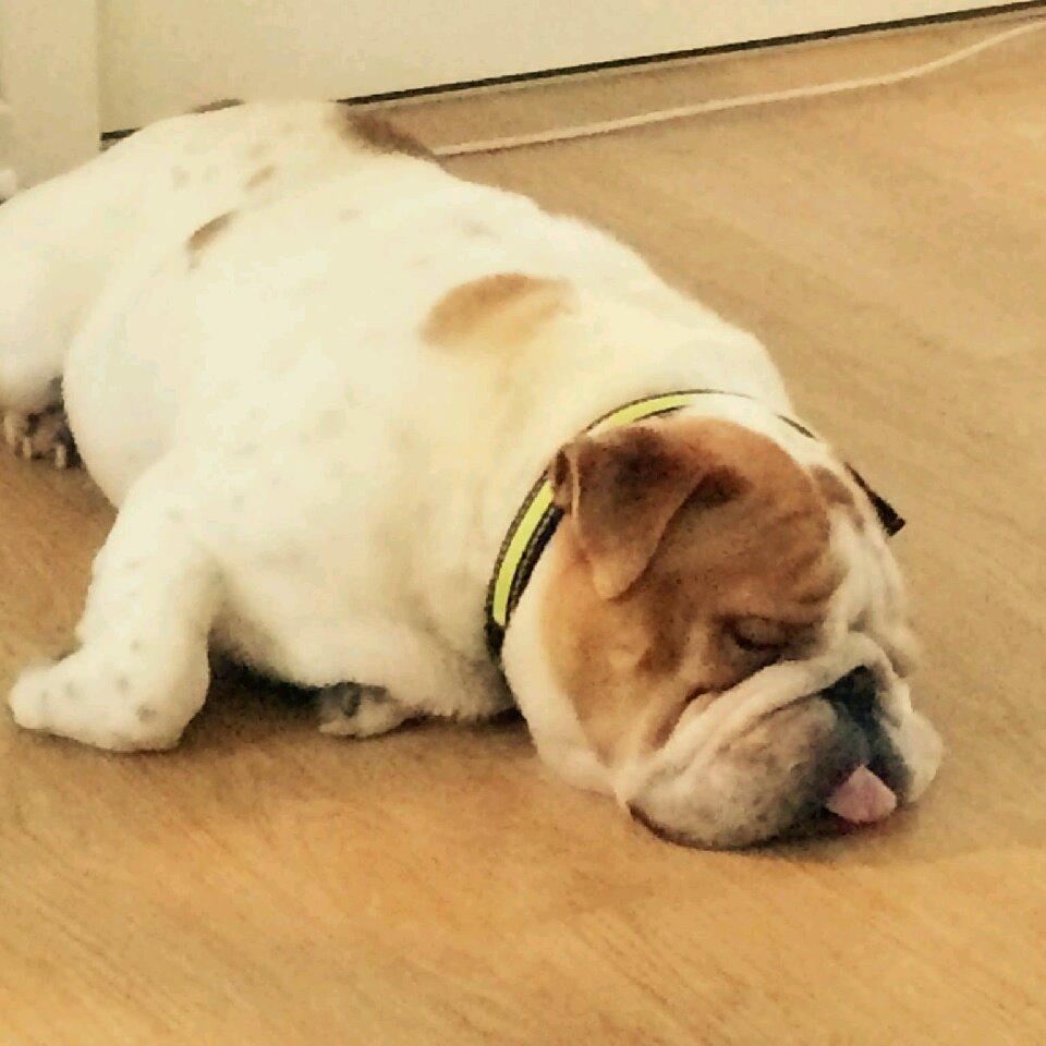 Engelsk bulldog Møffe            (Scarface) Rip 4/12-2023 - Møffes far Max billede 9