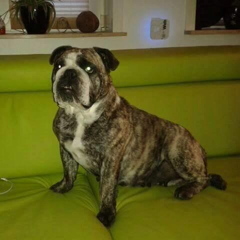 Engelsk bulldog Møffe            (Scarface) Rip 4/12-2023 - Møffes mor Medusa billede 10