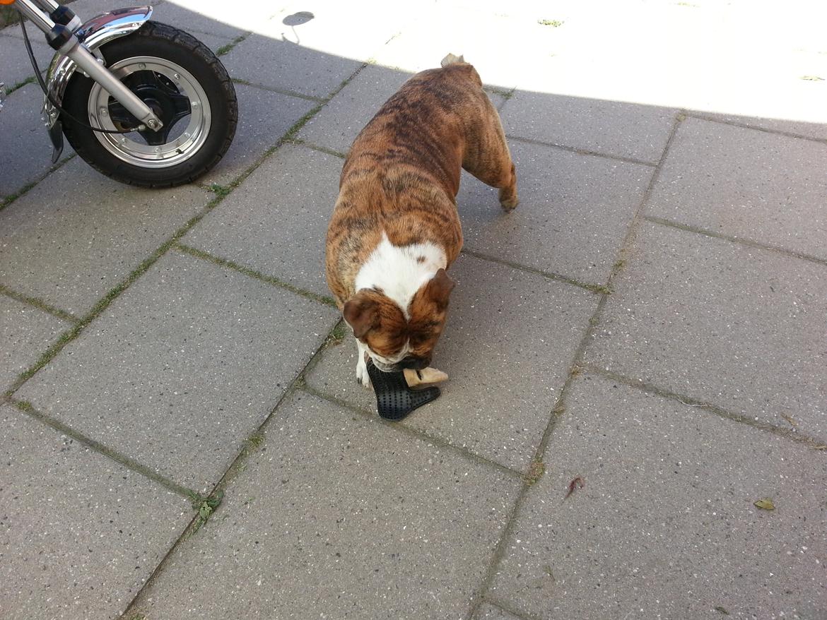 Engelsk bulldog Møffe            (Scarface) Rip 4/12-2023 billede 11