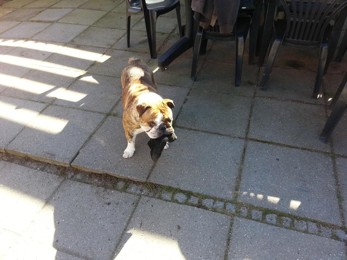 Engelsk bulldog Møffe            (Scarface) Rip 4/12-2023 - jeg er en bandit billede 12