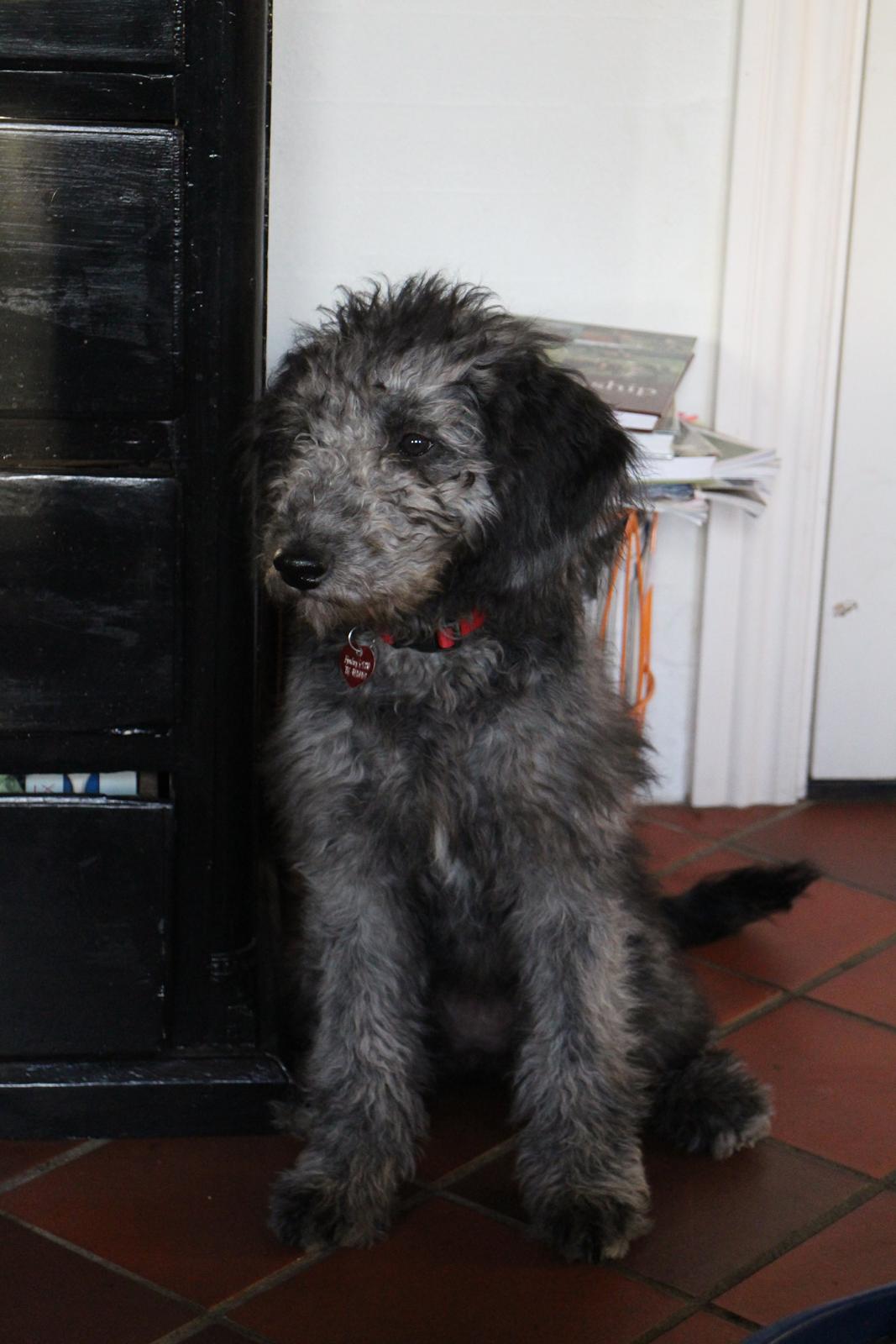 Blanding af racer Lilly (F1B Sproodle) billede 11