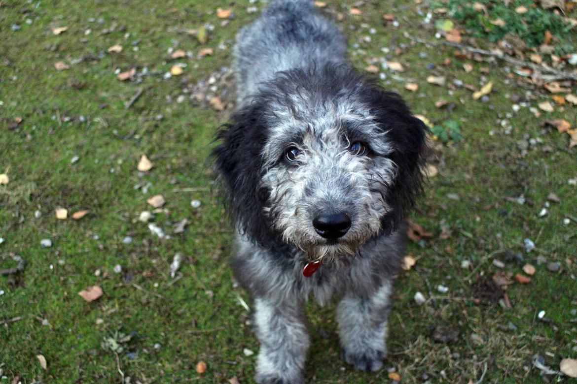 Blanding af racer Lilly (F1B Sproodle) billede 9