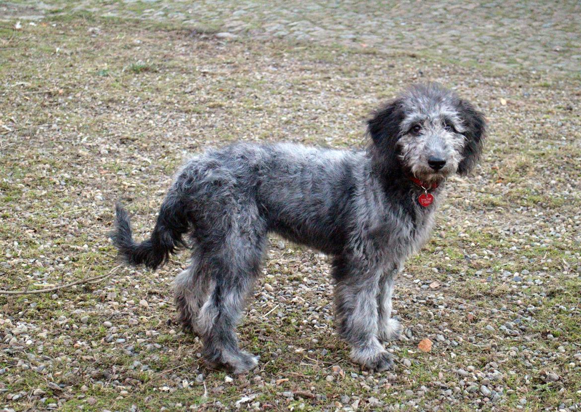 Blanding af racer Lilly (F1B Sproodle) billede 10