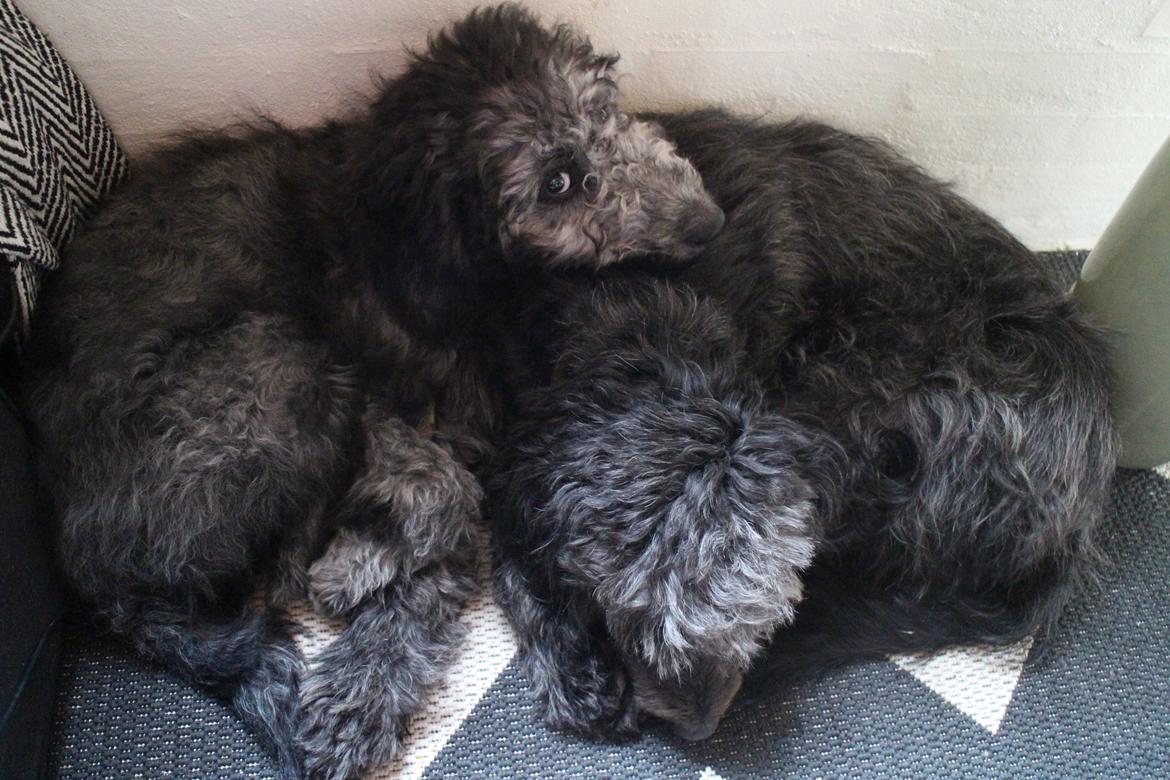 Blanding af racer Lilly (F1B Sproodle) billede 13