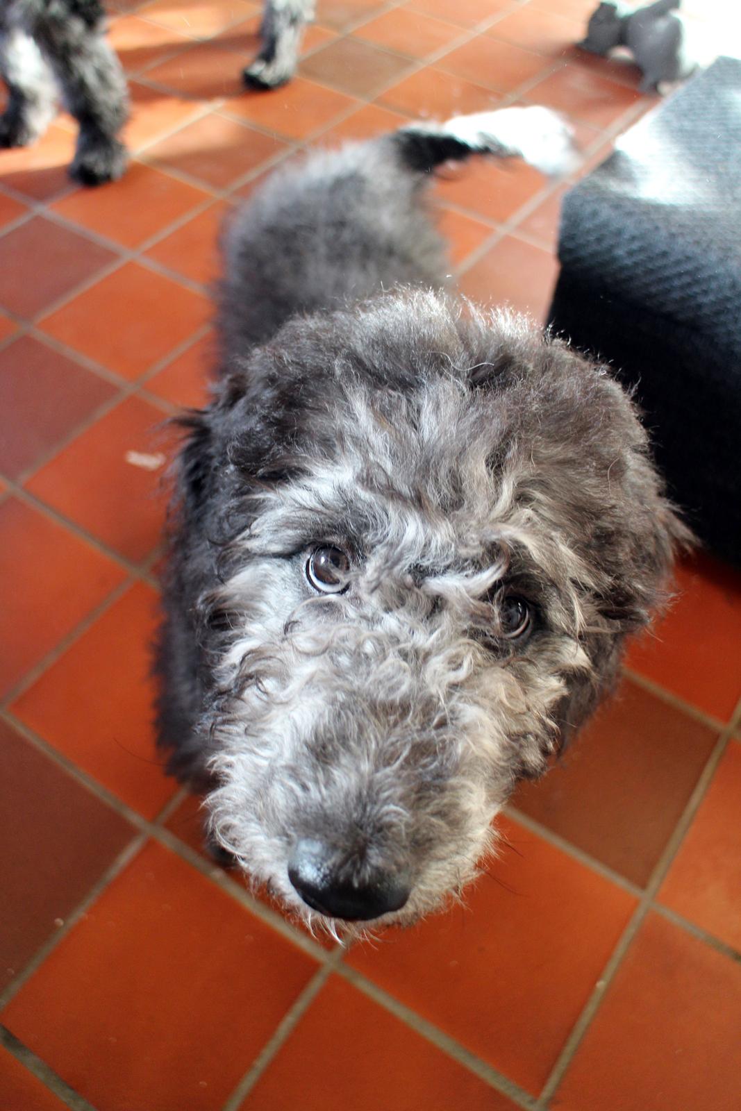 Blanding af racer Lilly (F1B Sproodle) billede 12