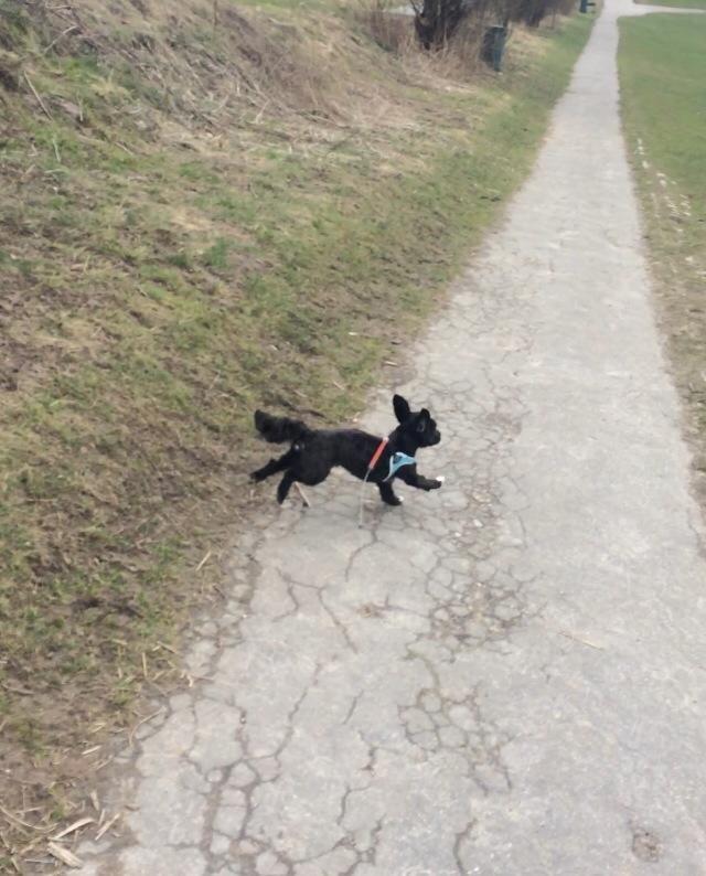 Blanding af racer Bertha *Maltipoo* billede 17