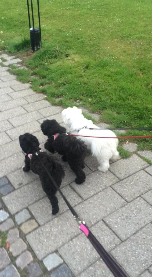 Blanding af racer Bertha *Maltipoo* - Med begge forældre billede 21