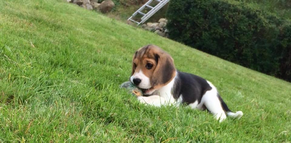 Beagle Freja billede 1