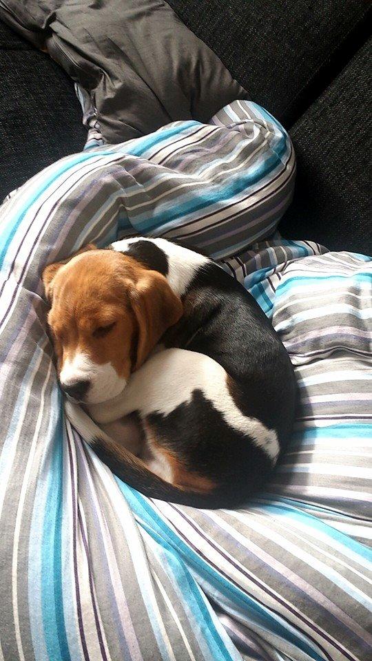 Beagle Freja billede 3