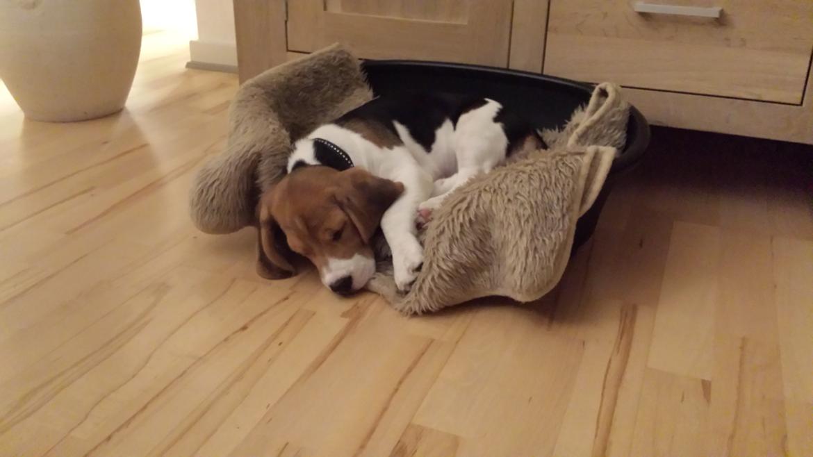 Beagle Freja billede 4