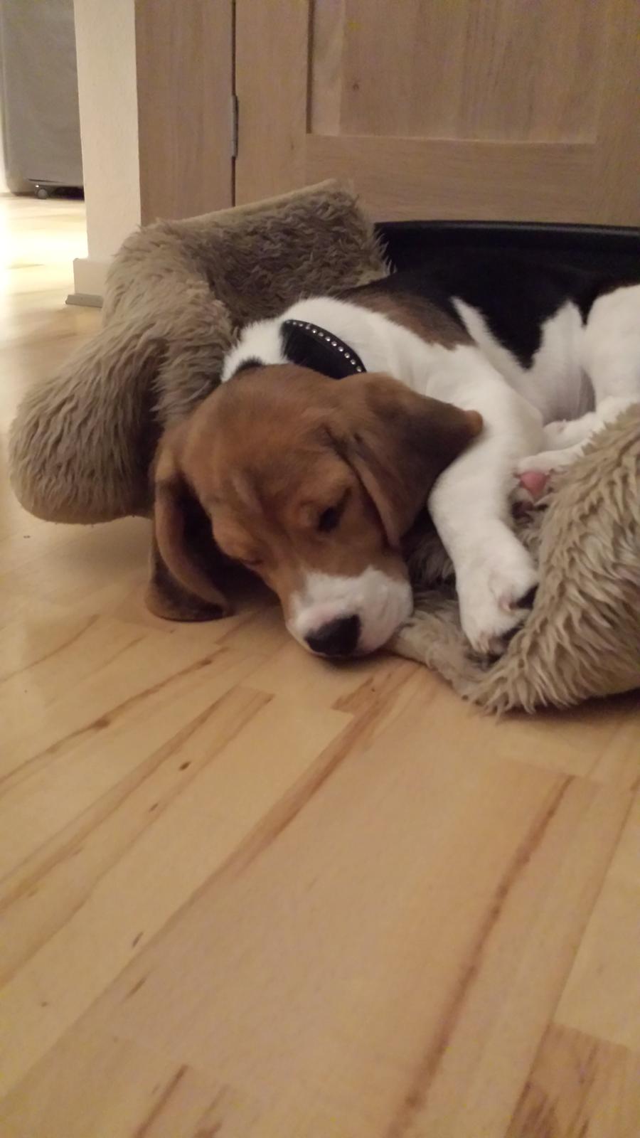 Beagle Freja billede 5