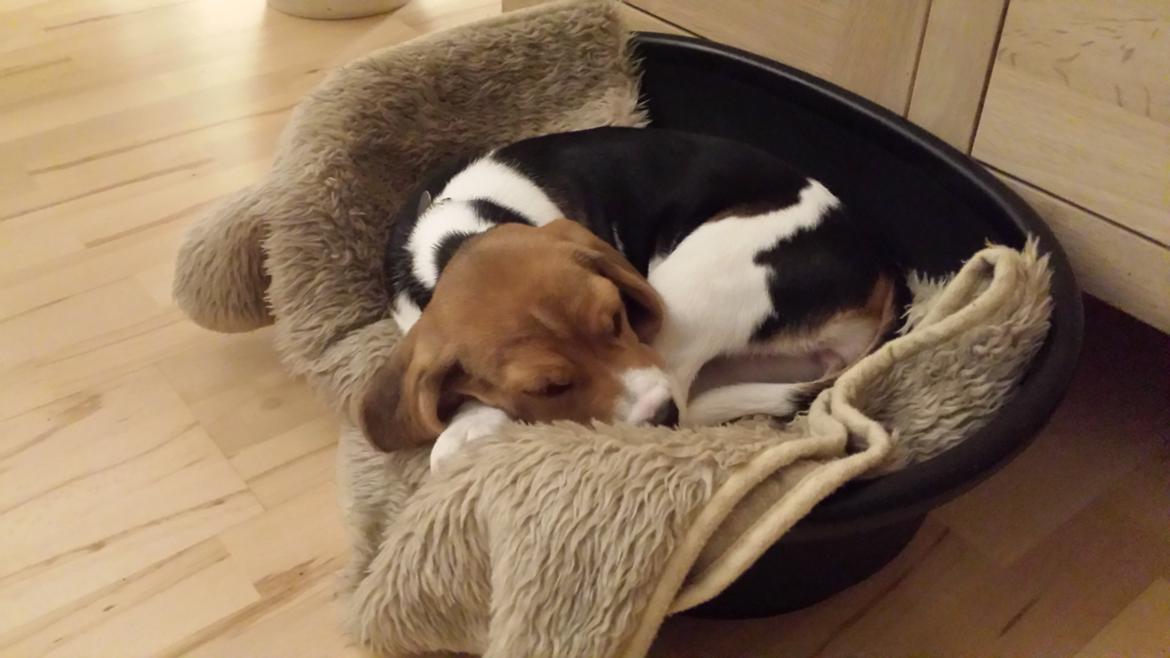 Beagle Freja billede 6