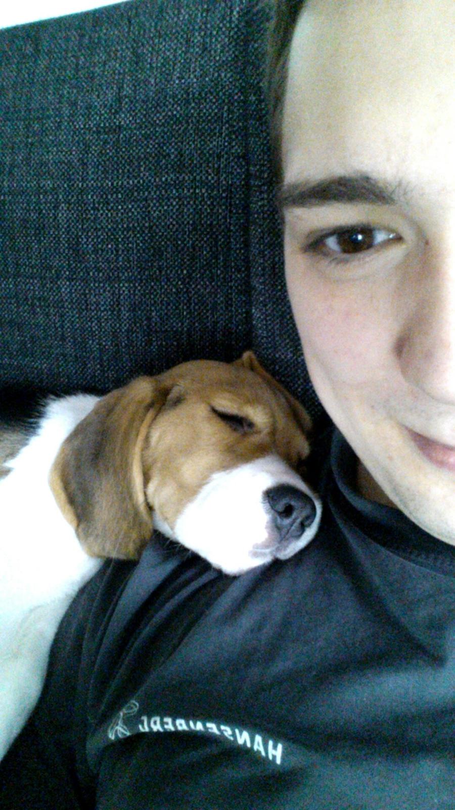 Beagle Freja billede 7