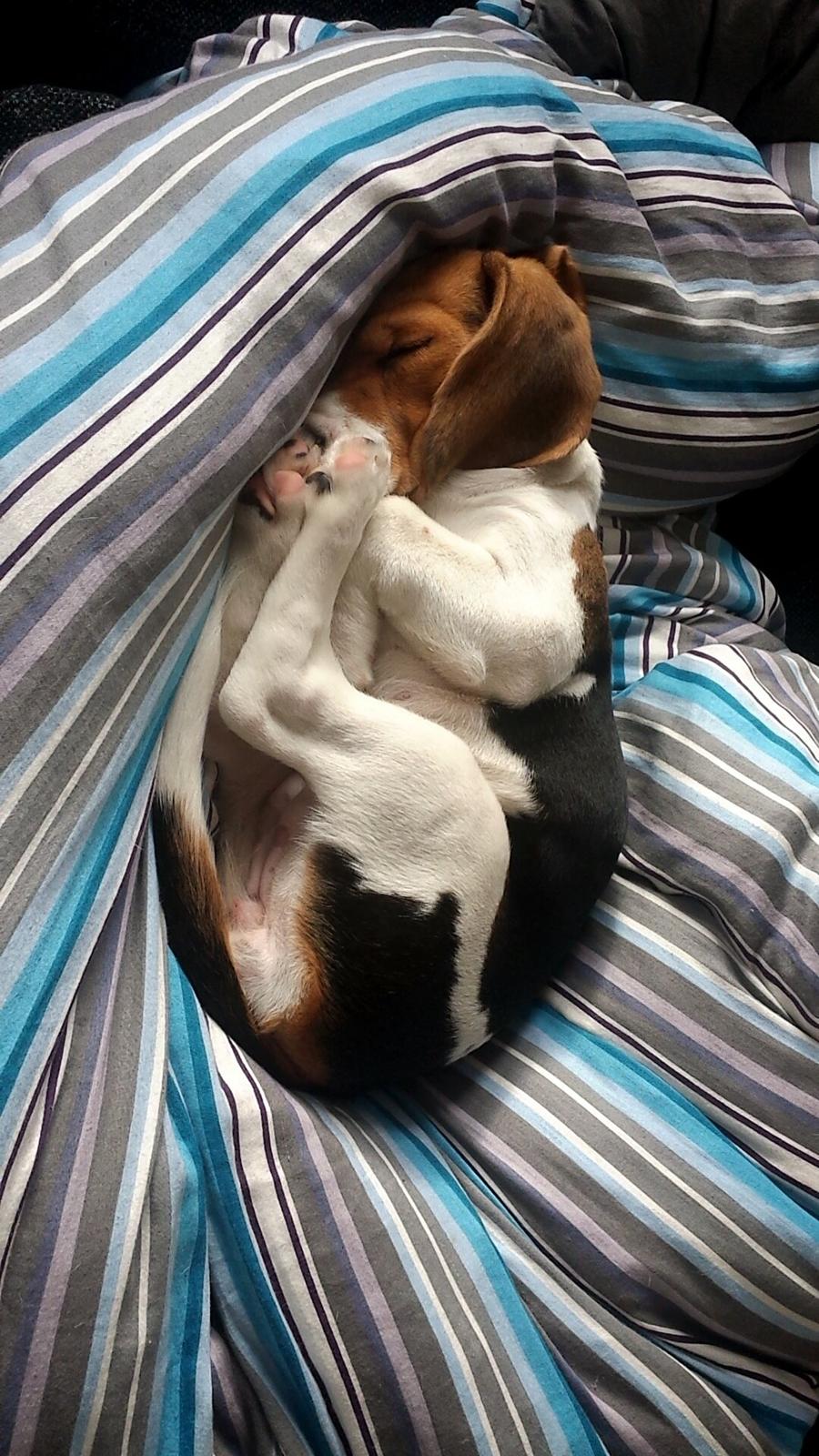 Beagle Freja billede 8