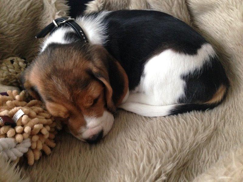 Beagle Freja billede 2