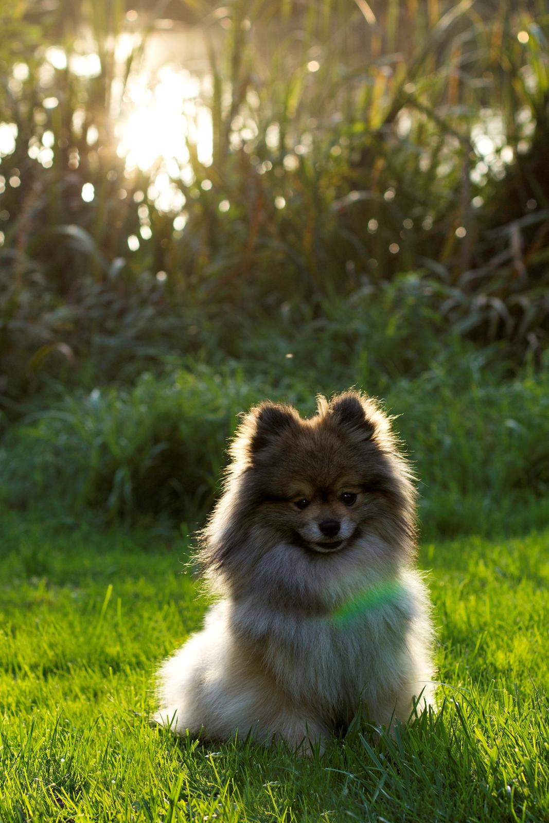 Pomeranian Kirby billede 2