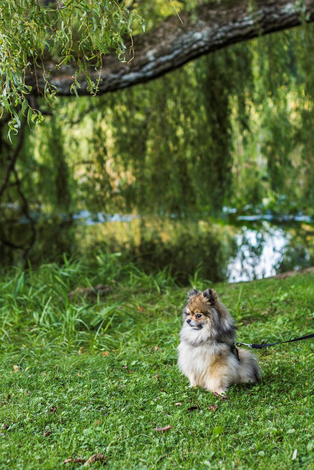 Pomeranian Kirby billede 5