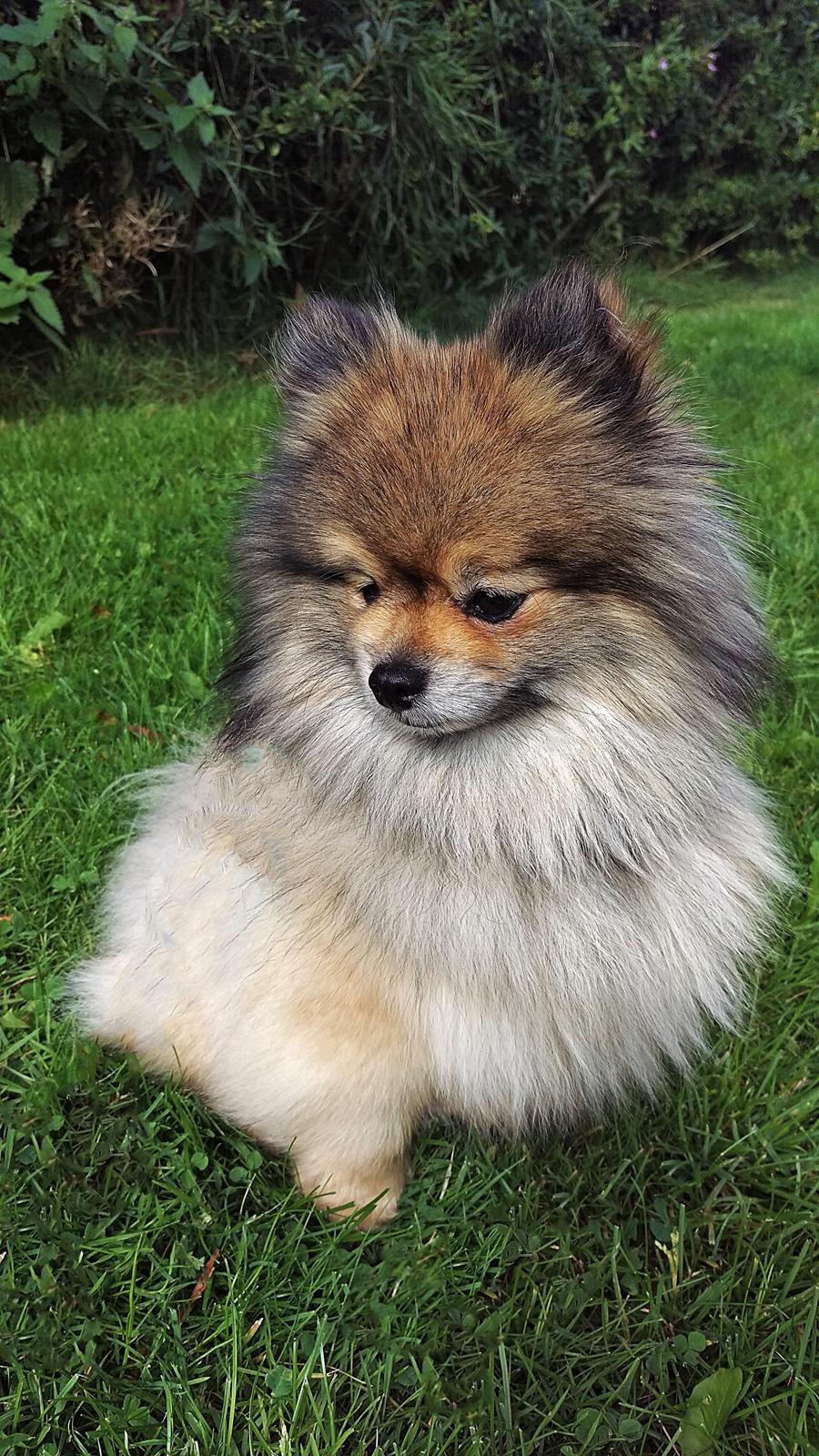 Pomeranian Kirby billede 6