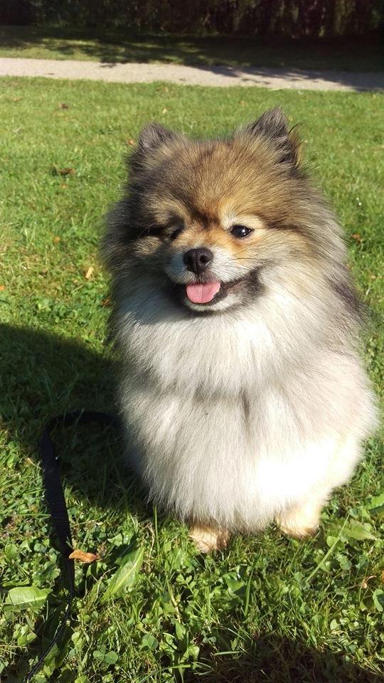 Pomeranian Kirby billede 9