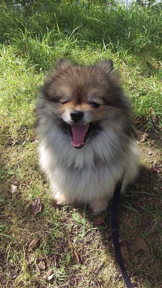 Pomeranian Kirby billede 7