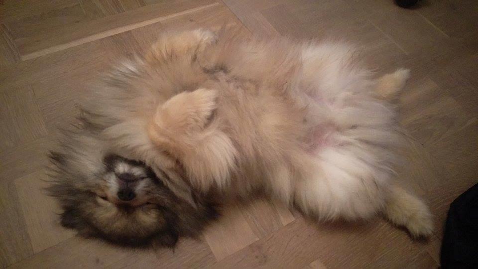 Pomeranian Kirby billede 10
