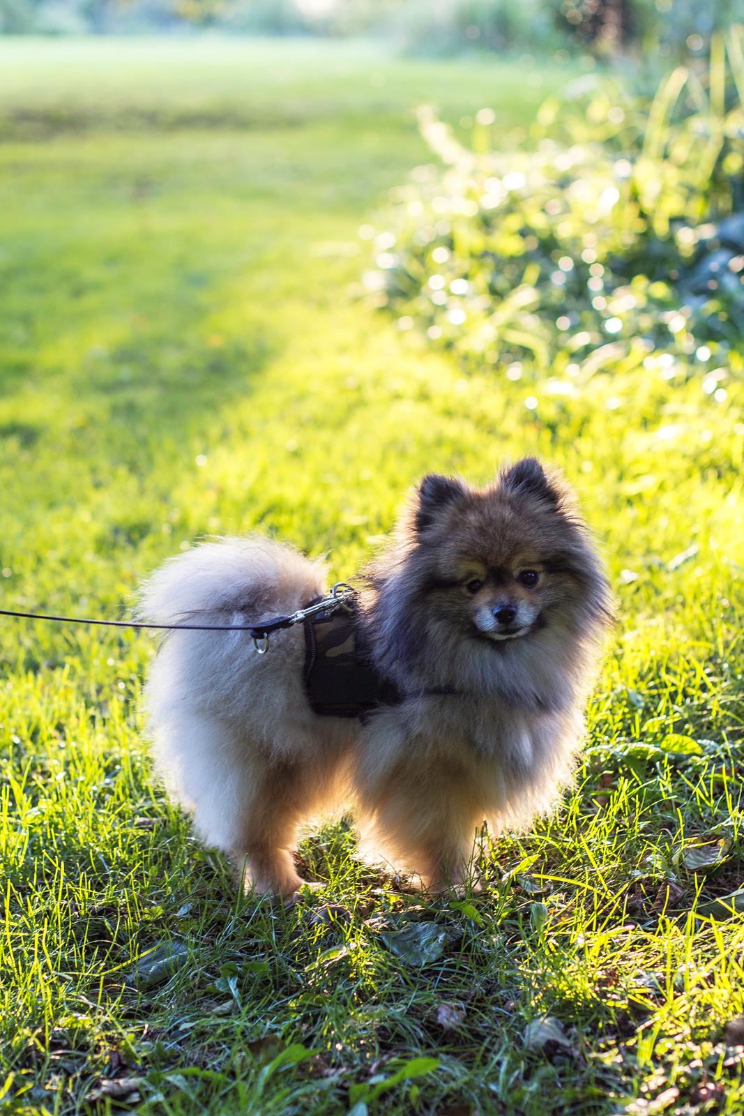Pomeranian Kirby billede 3