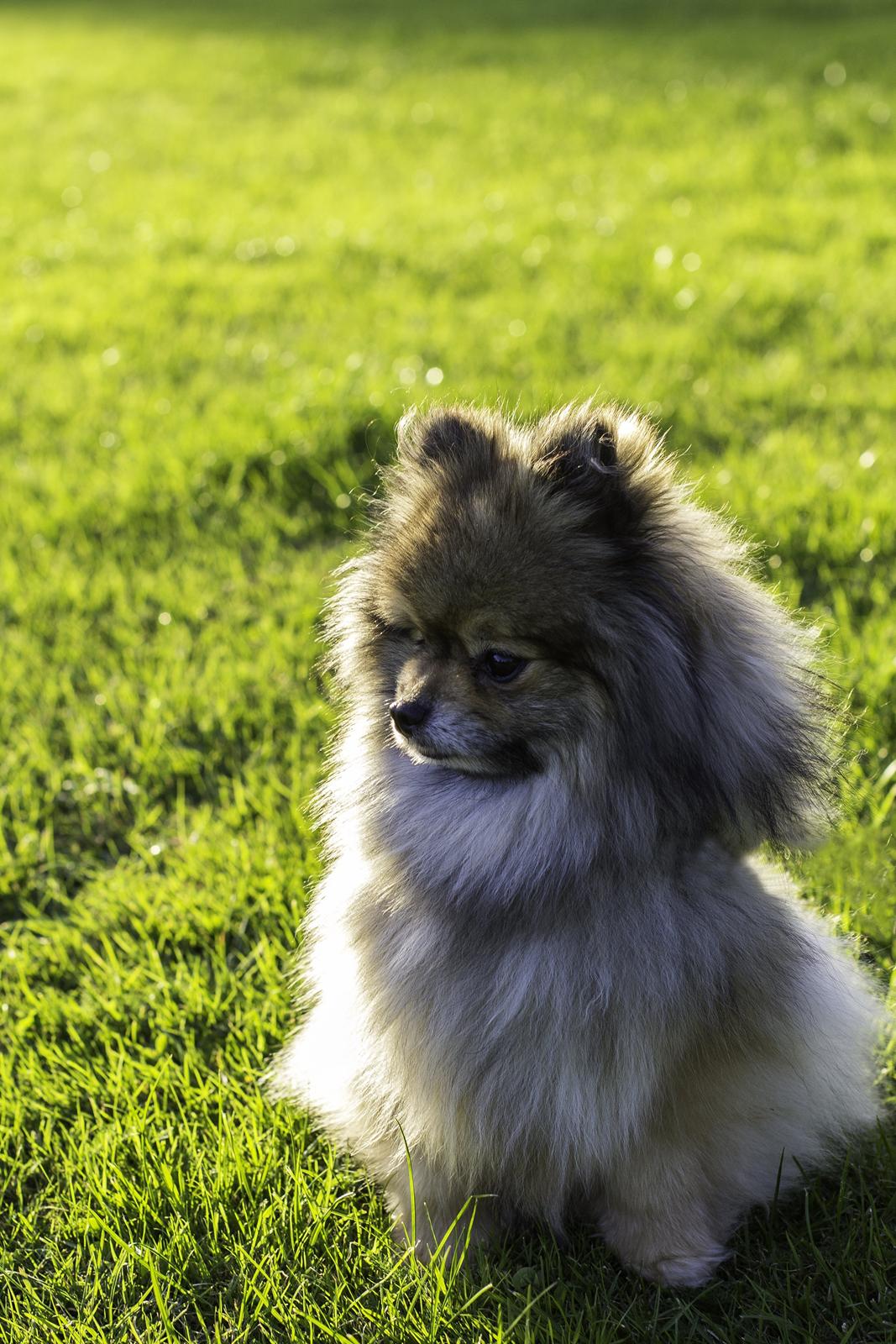 Pomeranian Kirby billede 1