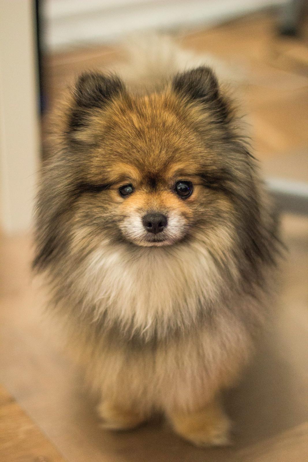 Pomeranian Kirby billede 4