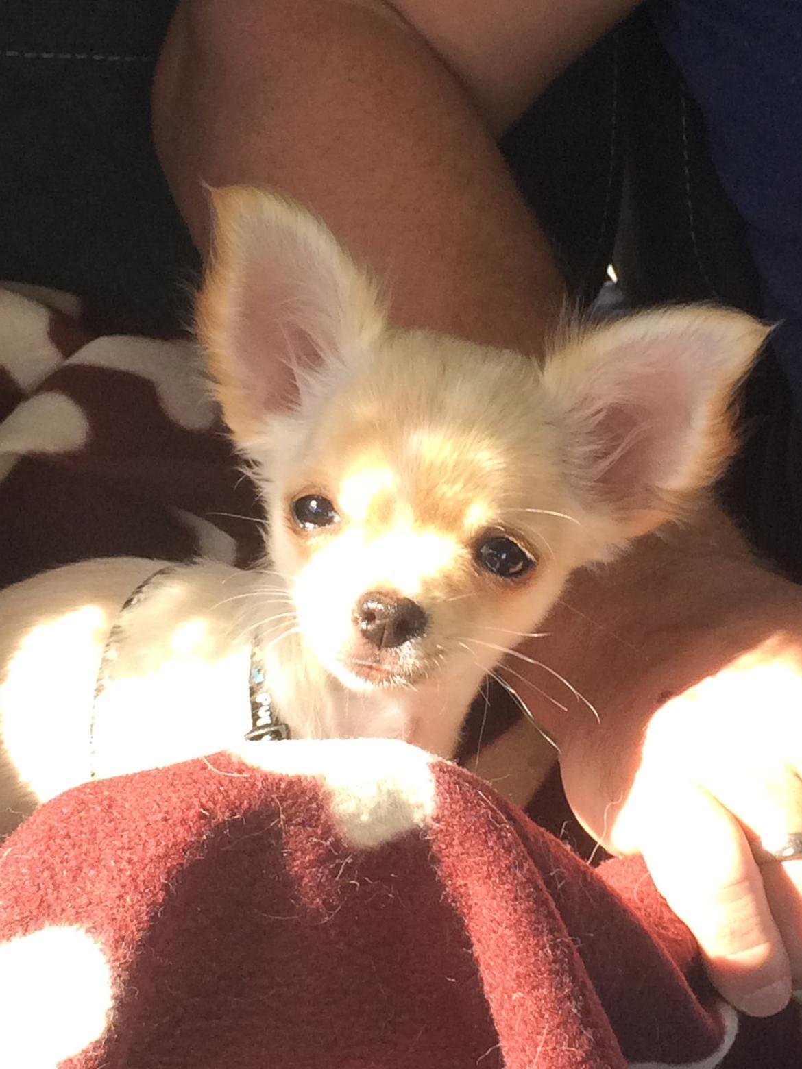 Chihuahua Manøs Oluf (Olaf) billede 3