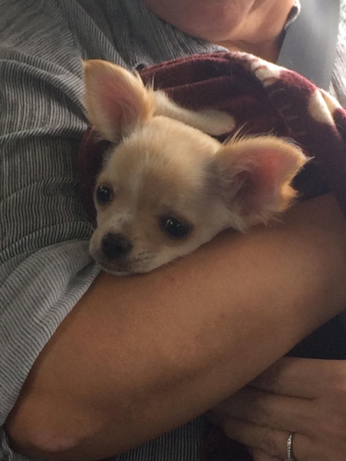 Chihuahua Manøs Oluf (Olaf) billede 4