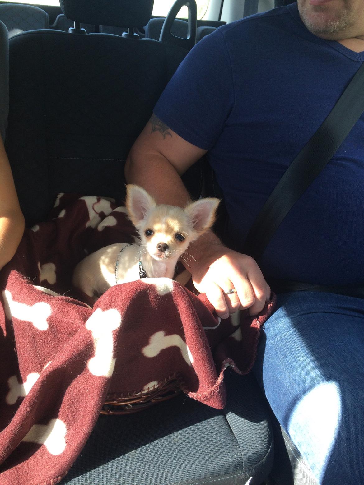 Chihuahua Manøs Oluf (Olaf) billede 2