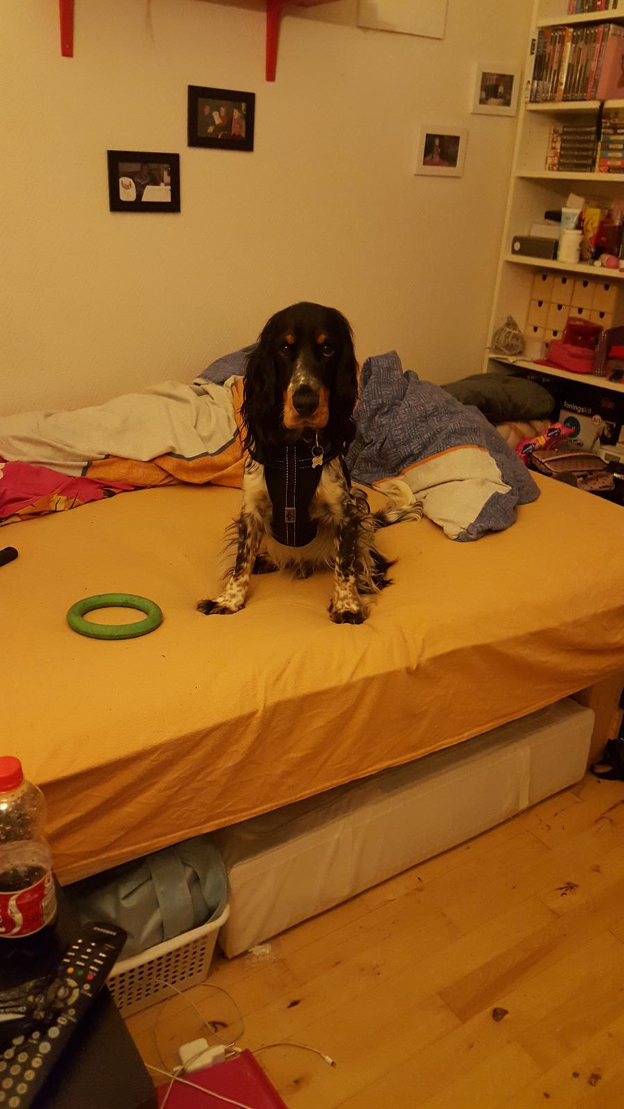 Cocker spaniel Joey billede 2