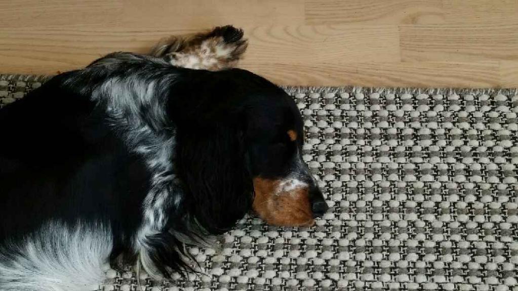 Cocker spaniel Joey billede 3