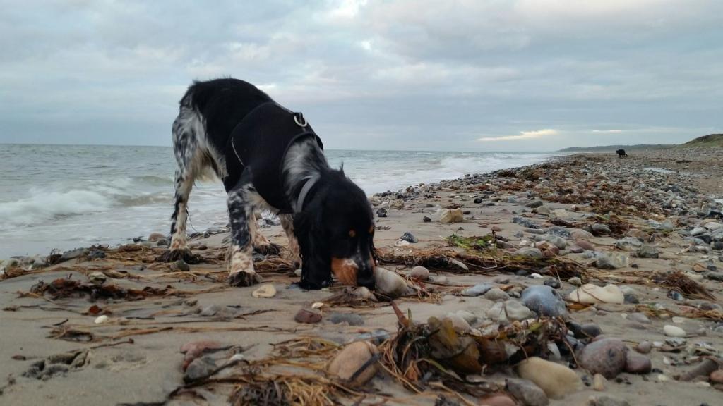 Cocker spaniel Joey billede 5