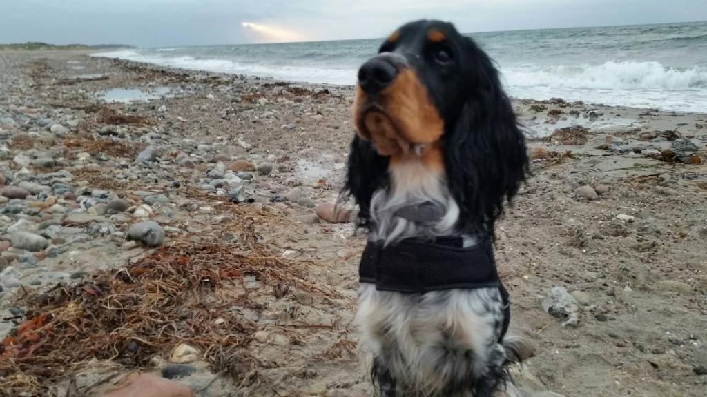 Cocker spaniel Joey billede 6