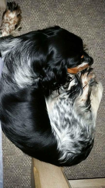 Cocker spaniel Joey billede 7