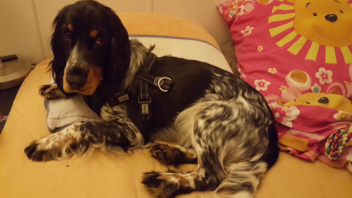 Cocker spaniel Joey billede 9