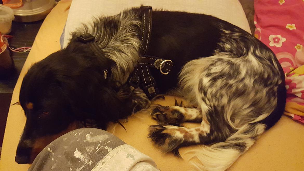 Cocker spaniel Joey billede 10