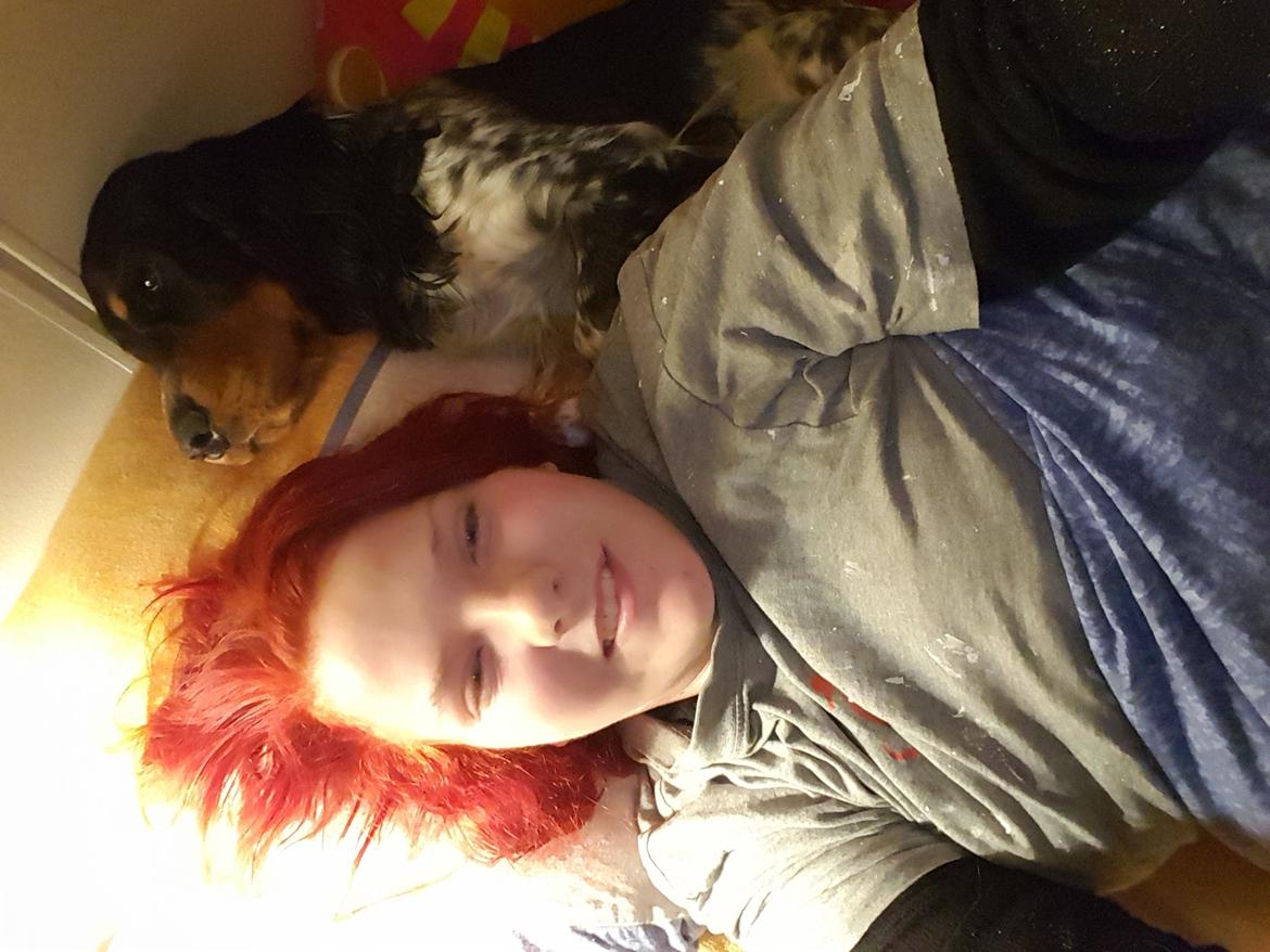 Cocker spaniel Joey billede 11