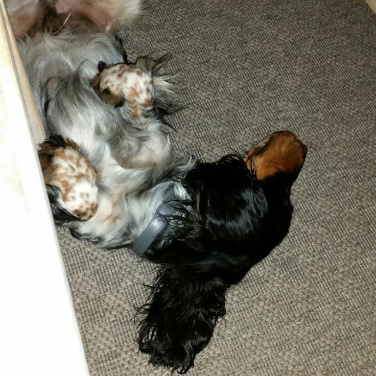 Cocker spaniel Joey billede 4